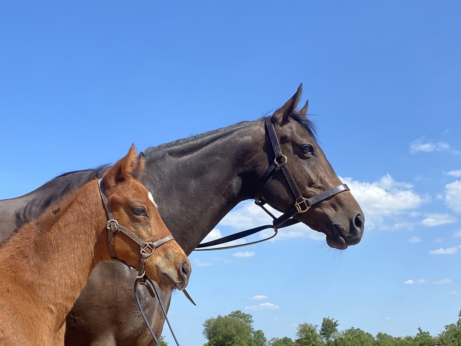 Grand Lys mare and foal
