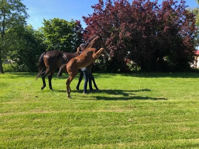 Salver as a foal beside his dam at Grand Lys