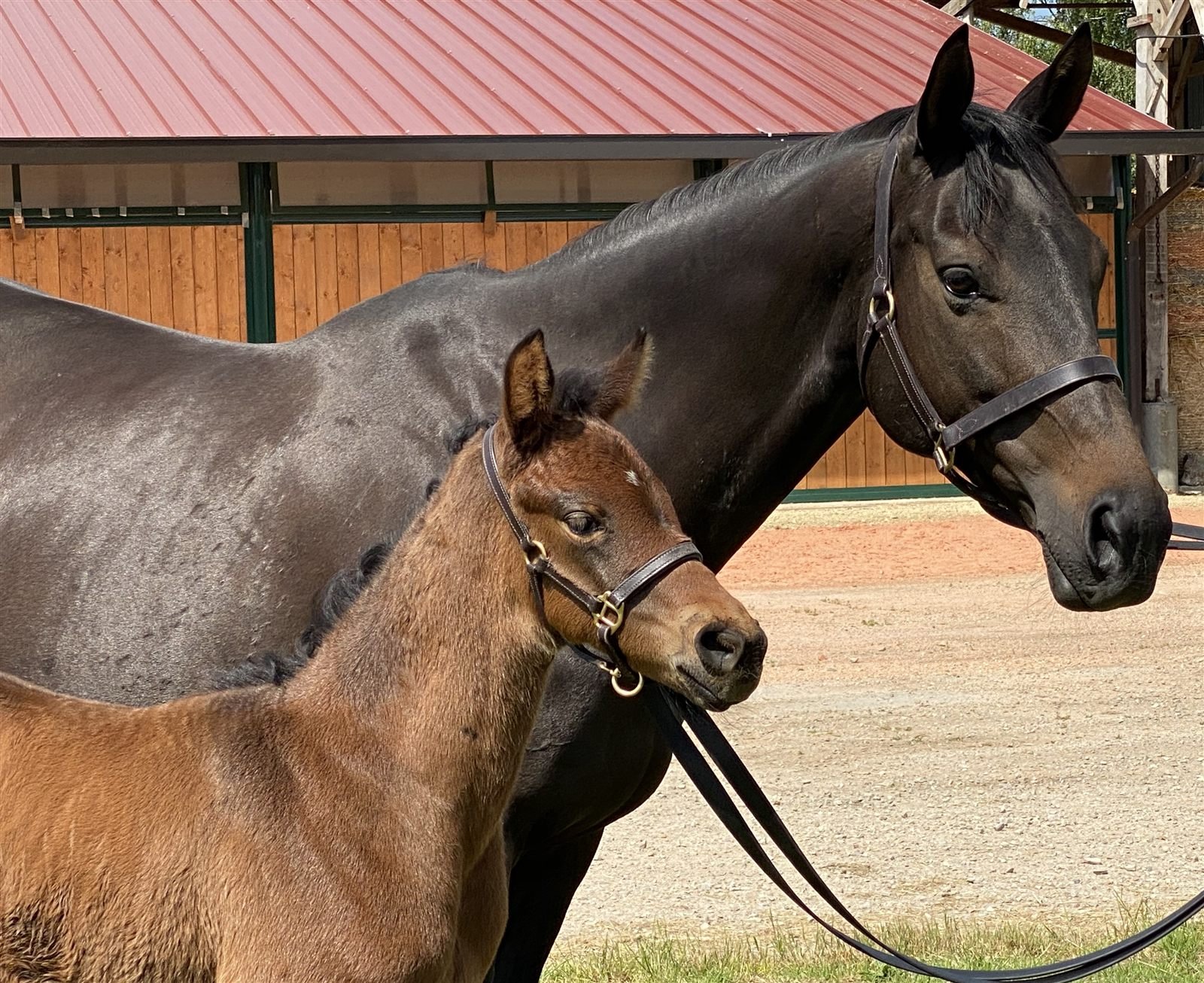 Grand Lys mare and foal