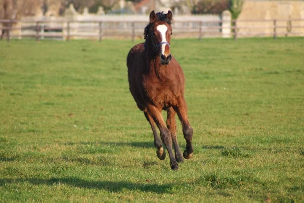 Young Grand Lys horse moving freely in the paddock