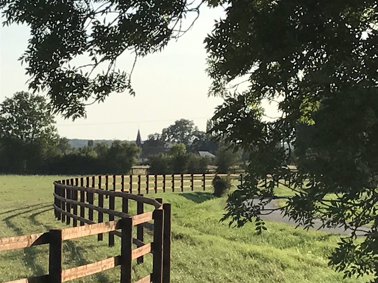 Grand&nbsp;Lys horses in a green, fenced paddock