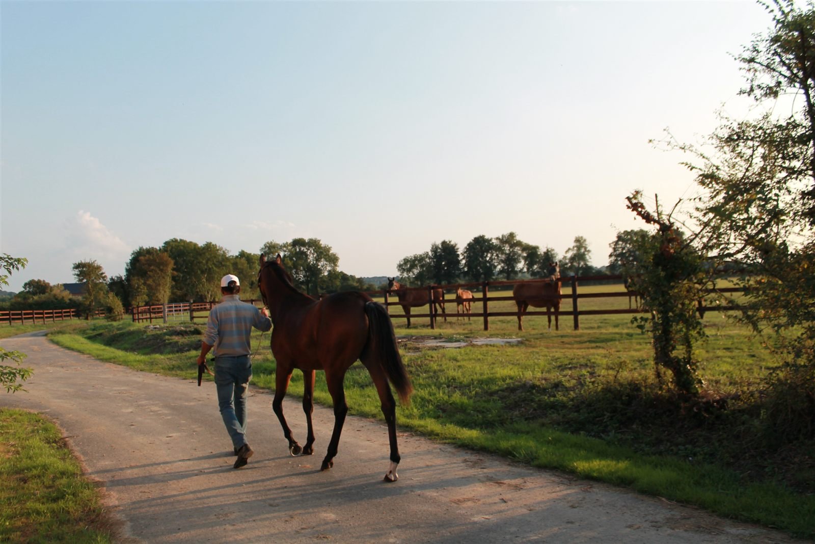 Grand&nbsp;Lys horse walking through the paddocks