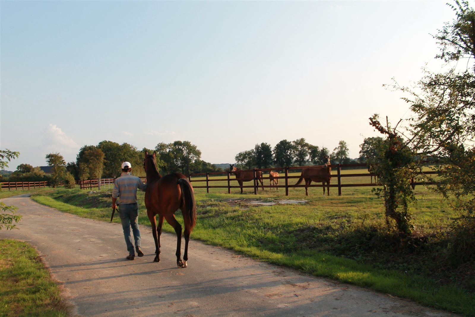 Grand&nbsp;Lys daily paddock life